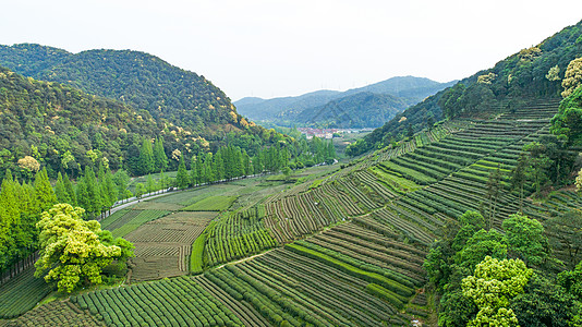 稻田航拍航拍梅家坞绿色茶园背景