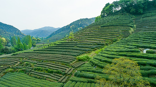 龙井茶山航拍梅家坞绿色茶园背景