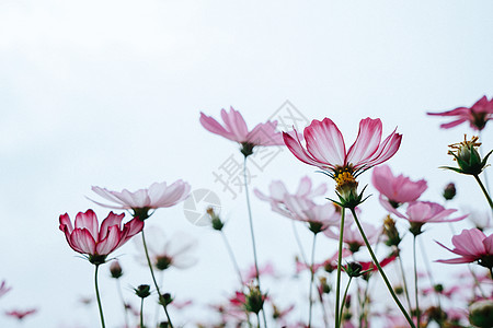 格桑花与天空图片