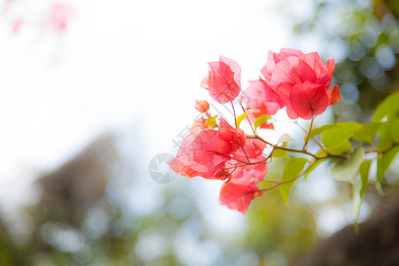 逆光下叶子花图片