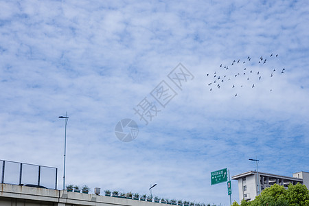 城市天空鸟儿成群飞翔高清图片