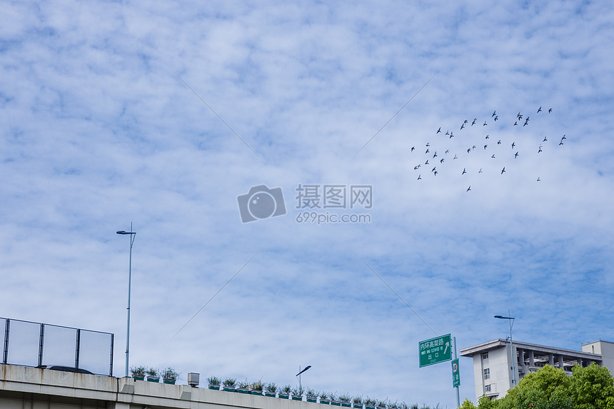 城市天空鸟儿成群飞翔图片