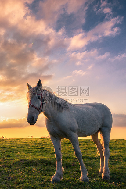 飞驰的白色骏马图片