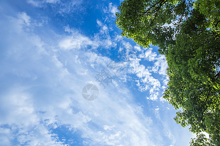 清新自然大树蓝天白云风景图片