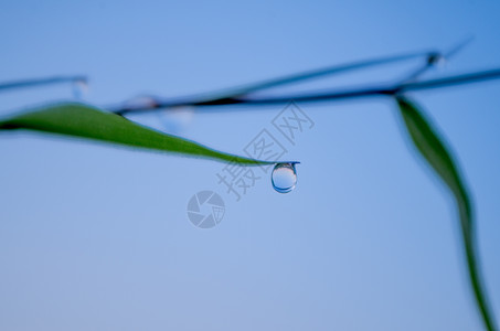 清晨-雨露与蓝天图片