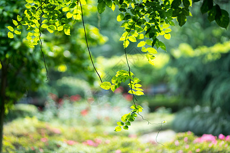 绿色植物花草树木高清图片