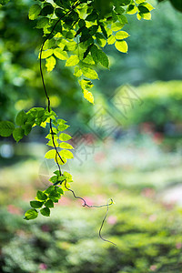 绿色植物花草树木图片