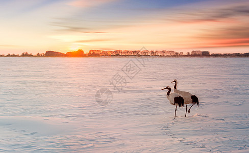 雪景夕阳两只丹顶鹤背景