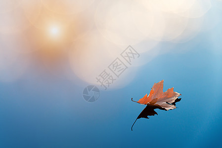 水中的叶子背景图片