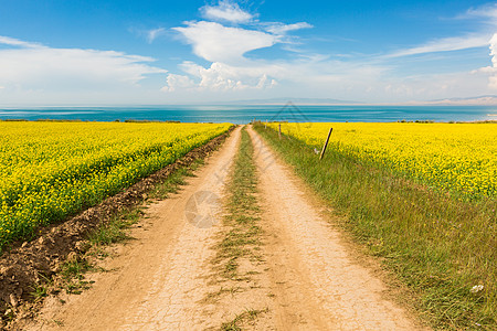 油菜花田青海湖油菜花海背景