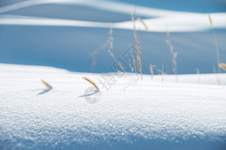 雪地毛毛草风景冬天高清图片