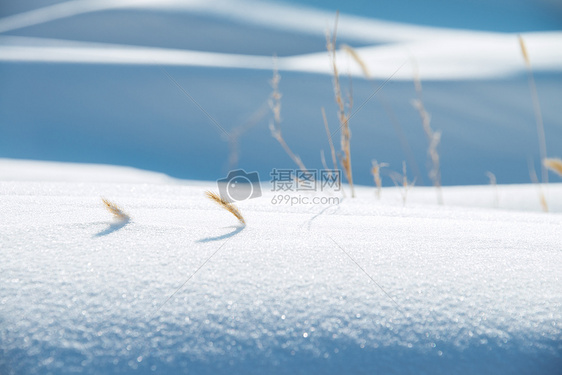 雪地毛毛草图片