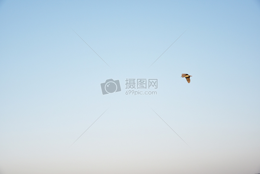 天空孤独的飞燕