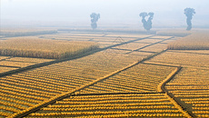 晨雾中的农田图片