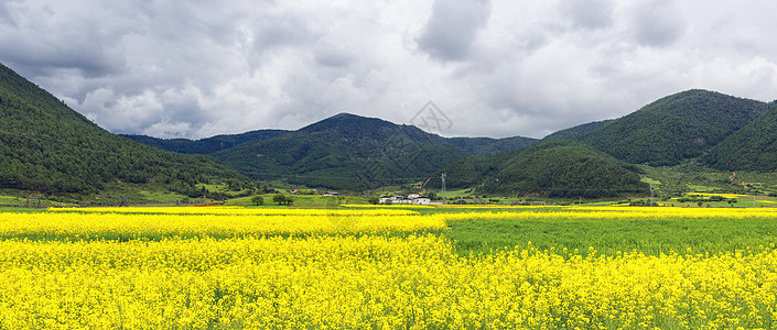 云南乡村油菜花背景