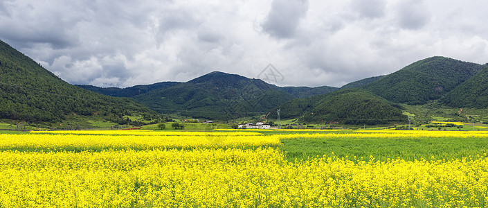 油菜花图片