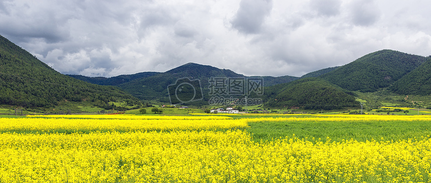 油菜花图片