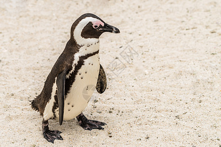 直立行走海滩上的南非小企鹅背景