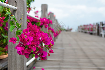 海边栈道旁的花卉背景图片
