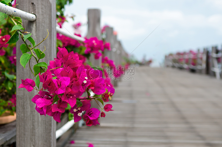 海边栈道旁的花卉图片