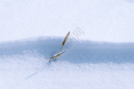 大雪纹理雪地枯草背景