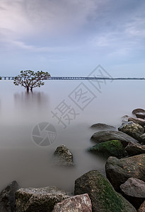 深圳福田海边的树背景