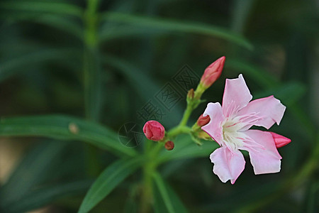 夹竹桃  粉花高清图片