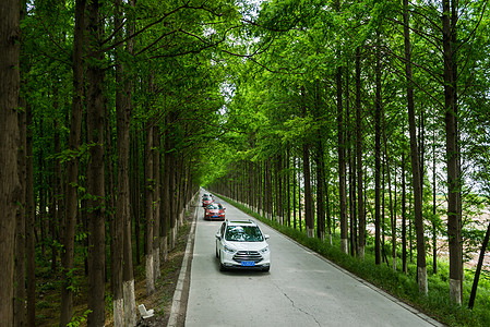 最美公路绿荫马路高清图片