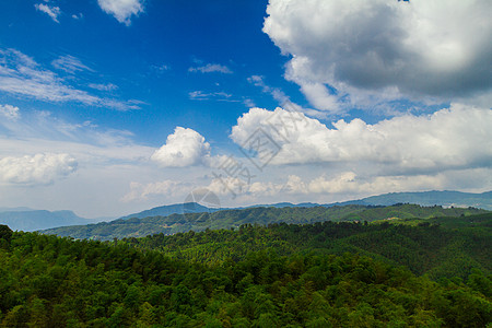 丹山赤水竹海背景