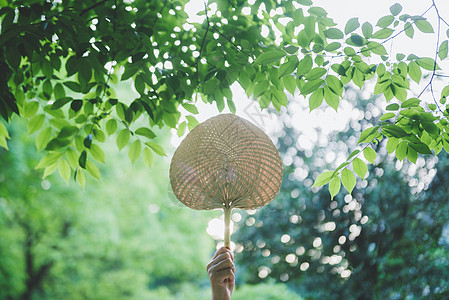 风雨中夏日蒲扇背景