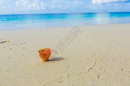 马尔代夫海滩边的花高清图片
