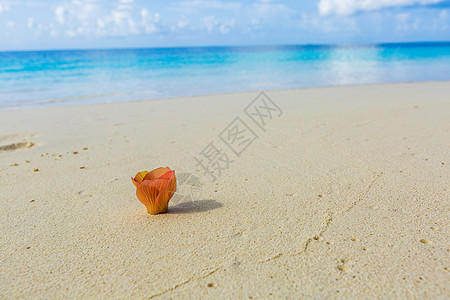马尔代夫海滩边的花背景图片