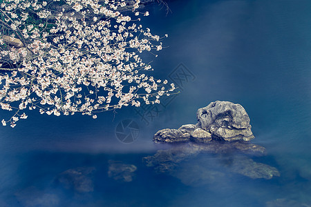 装饰花卉太子湾的樱花季背景