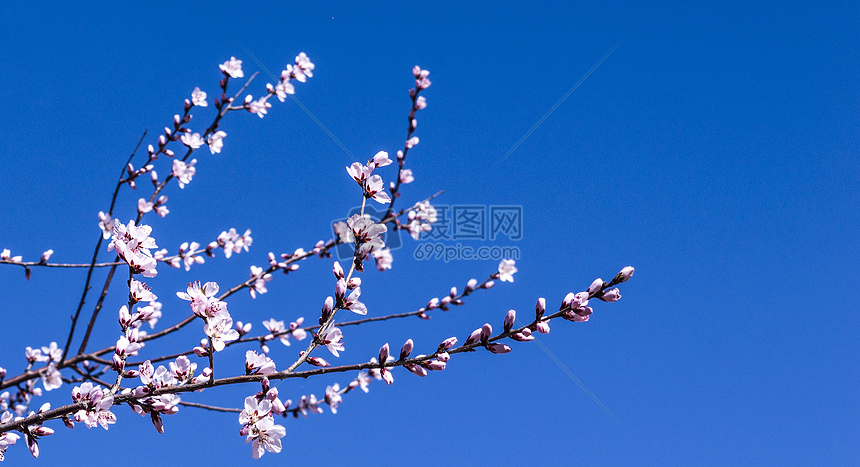 ‘~蓝天下的杏花  ~’ 的图片