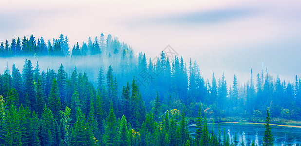 森林树晨雾森林晨雾背景