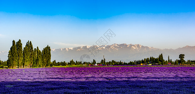 大气图片雪山下的薰衣草庄园背景