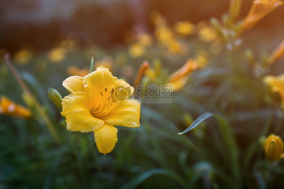 植物摄影黄色花朵图片