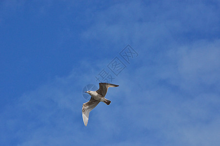 蓝天飞翔的海鸥背景图片