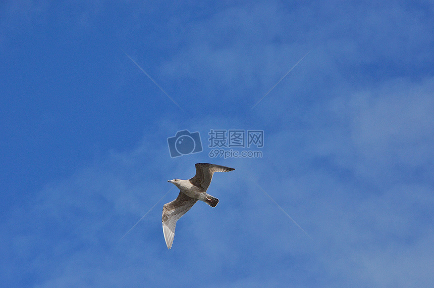 蓝天飞翔的海鸥图片