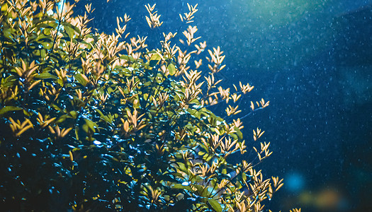 蒙蒙细雨图片