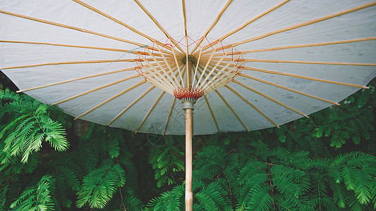 雨天纸伞夏日树林高清图片