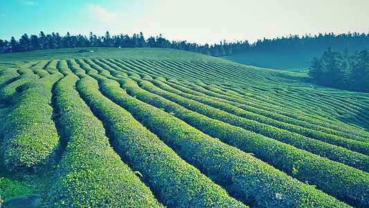 茶树图片