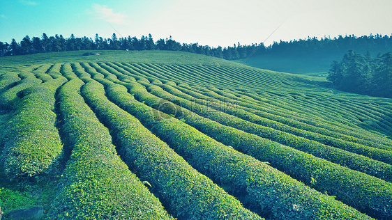 茶树图片