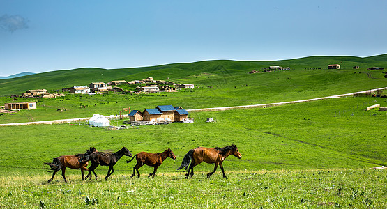 鄂尔多斯草原策马崩腾的夏季新疆大草原背景