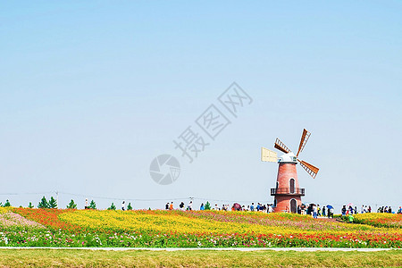 牛角大圩的花海与荷兰风车高清图片