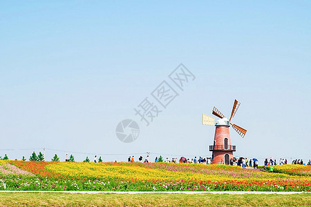 牛角大圩的花海与荷兰风车背景图片