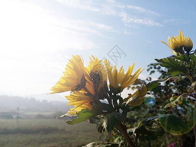淡雅山菊花阳光下盛开的黄菊花背景