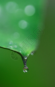 露水树叶后一场雨背景