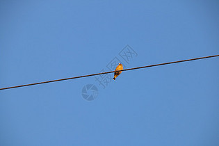 电线上的小鸟图片