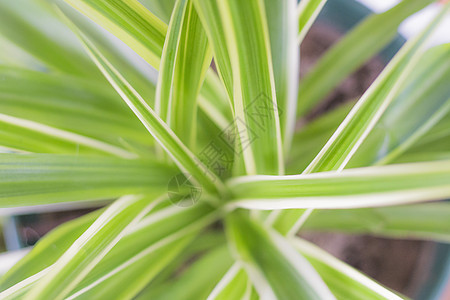 吊兰绿色植物吊兰高清图片